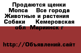 Продаются щенки Мопса. - Все города Животные и растения » Собаки   . Кемеровская обл.,Мариинск г.